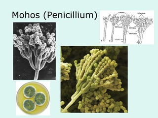 Mohos (Penicillium)