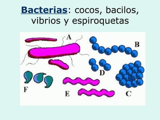 Bacterias: cocos, bacilos,
vibrios y espiroquetas