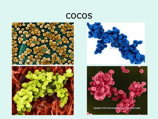 cocos