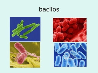 bacilos
