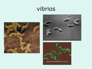 vibrios