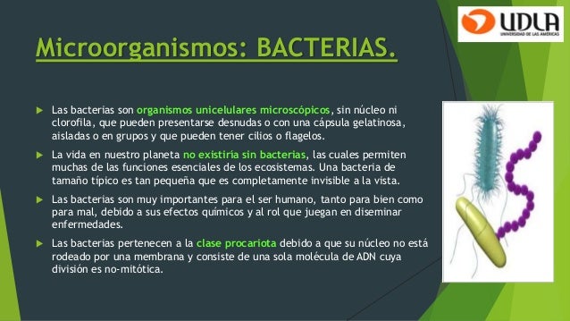 Microorganismos virus bacterias hongos