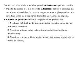 Dentro dos ciclos vitais tamén hai grandes diferenzas e peculariedades:
 O xeito de fixarse a célula hóspede (Adsorción) débese a presenza na
membrana das células de receptores que se unen a glicoproteínas da
envoltura vírica ou si son virus desnudos a proteínas da cápside.
 A forma de penetrar na célula hóspede tamén pode variar:
1) Nos fagos habitualmente inxectan o ácido nucleico cando posúen
unha cola contráctil.
2) Nos virus animais entra todo o virión (endocitose; fusión de
membranas).
3) Nos virus vexetais utilizan vectores (insectos) ou por rozamento (a
través de feridas).
 