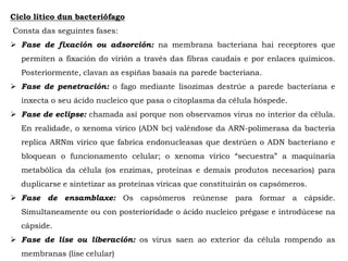 Ciclo lítico dun bacteriófago
Consta das seguintes fases:
 Fase de fixación ou adsorción: na membrana bacteriana hai receptores que
permiten a fixación do virión a través das fibras caudais e por enlaces químicos.
Posteriormente, clavan as espiñas basais na parede bacteriana.
 Fase de penetración: o fago mediante lisozimas destrúe a parede bacteriana e
inxecta o seu ácido nucleico que pasa o citoplasma da célula hóspede.
 Fase de eclipse: chamada así porque non observamos virus no interior da célula.
En realidade, o xenoma vírico (ADN bc) valéndose da ARN-polimerasa da bacteria
replica ARNm vírico que fabrica endonucleasas que destrúen o ADN bacteriano e
bloquean o funcionamento celular; o xenoma vírico “secuestra” a maquinaria
metabólica da célula (os enzimas, proteínas e demais produtos necesarios) para
duplicarse e sintetizar as proteínas víricas que constituirán os capsómeros.
 Fase de ensamblaxe: Os capsómeros reúnense para formar a cápside.
Simultaneamente ou con posterioridade o ácido nucleico prégase e introdúcese na
cápside.
 Fase de lise ou liberación: os virus saen ao exterior da célula rompendo as
membranas (lise celular)
 