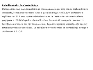 Ciclo lisoxénico dun bacteriófago
Os fagos inxectan o ácido nucleico no citoplasma celular, pero non se replica de xeito
inmediato, senón que o xenoma vírico e quen de integrarse no ADN bacteriano e
replícase con él. A este xenoma vírico inserto se lle denomina virus atenuado ou
profagos e a célula hóspede chámaselle célula lisóxena. O virus pode permanecer
latente, sen producir lise nin dano a célula, durante sucesivas xeracións ata que un
estímulo produza o ciclo lítico. Un exemplo típico deste tipo de bacteriófago é o fago λ
que infecta a E. Coli.
 