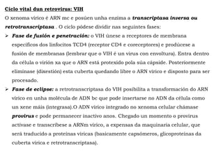 Ciclo vital dun retrovirus: VIH
O xenoma vírico é ARN mc e posúen unha enzima a transcriptasa inversa ou
retrotranscriptasa . O ciclo pódese dividir nas seguintes fases:
 Fase de fusión e penetración: o VIH únese a receptores de membrana
específicos dos linfocitos TCD4 (receptor CD4 e coreceptores) e prodúcese a
fusión de membranas (lembrar que o VIH é un virus con envoltura). Entra dentro
da célula o virión xa que o ARN está protexido pola súa cápside. Posteriormente
elimínase (dixestión) esta cuberta quedando libre o ARN vírico e disposto para ser
procesado.
 Fase de eclipse: a retrotranscriptasa do VIH posibilita a transformación do ARN
vírico en unha molécula de ADN bc que pode insertarse no ADN da célula como
un xene máis (integrasa).O ADN vírico integrado no xenoma celular chámase
provirus e pode permanecer inactivo anos. Chegado un momento o provirus
actívase e transcríbese a ARNm vírico, a expensas da maquinaria celular, que
será traducido a proteínas víricas (basicamente capsómeros, glicoproteínas da
cuberta vírica e retrotranscriptasa).
 