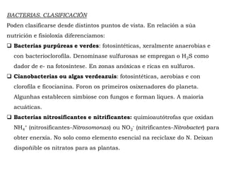 BACTERIAS. CLASIFICACIÓN
Poden clasificarse desde distintos puntos de vista. En relación a súa
nutrición e fisioloxía diferenciamos:
 Bacterias purpúreas e verdes: fotosintéticas, xeralmente anaerobias e
con bacterioclorofila. Denomínase sulfurosas se empregan o H2S como
dador de e- na fotosíntese. En zonas anóxicas e ricas en sulfuros.
 Cianobacterias ou algas verdeazuis: fotosintéticas, aerobias e con
clorofila e ficocianina. Foron os primeiros osixenadores do planeta.
Algunhas establecen simbiose con fungos e forman liques. A maioría
acuáticas.
 Bacterias nitrosificantes e nitrificantes: quimioautótrofas que oxidan
NH4
+ (nitrosificantes-Nitrosomonas) ou NO2
- (nitrificantes-Nitrobacter) para
obter enerxía. No solo como elemento esencial na reciclaxe do N. Deixan
dispoñible os nitratos para as plantas.
 