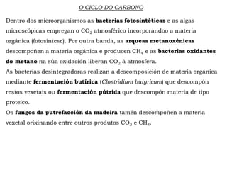 O CICLO DO CARBONO
Dentro dos microorganismos as bacterias fotosintéticas e as algas
microscópicas empregan o CO2 atmosférico incorporandoo a materia
orgánica (fotosíntese). Por outra banda, as arqueas metanoxénicas
descompoñen a materia orgánica e producen CH4 e as bacterias oxidantes
do metano na súa oxidación liberan CO2 á atmosfera.
As bacterias desintegradoras realizan a descomposición de materia orgánica
mediante fermentación butírica (Clostridium butyricum) que descompón
restos vexetais ou fermentación pútrida que descompón materia de tipo
proteico.
Os fungos da putrefacción da madeira tamén descompoñen a materia
vexetal orixinando entre outros produtos CO2 e CH4.
 