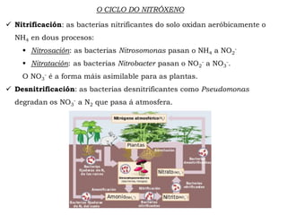 O CICLO DO NITRÓXENO
 Nitrificación: as bacterias nitrificantes do solo oxidan aeróbicamente o
NH4 en dous procesos:
 Nitrosación: as bacterias Nitrosomonas pasan o NH4 a NO2
-
 Nitratación: as bacterias Nitrobacter pasan o NO2
- a NO3
-.
O NO3
- é a forma máis asimilable para as plantas.
 Desnitrificación: as bacterias desnitrificantes como Pseudomonas
degradan os NO3
- a N2 que pasa á atmosfera.
 
