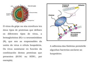 O virus da gripe na súa envoltura ten
dous tipos de proteínas que definen
os diferentes tipos de virus, a
hemaglutinina (H) e a neuraminidasa
(N), que son as responsables da
unión do virus á célula hospedeira.
Os virus noméanse en función da
combinación destas proteínas que
presenten (H1N1 ou H5N1, por
exemplo).
A adhesina das fimbrias permítelle
algunhas bacterias anclarse ao
hospedeiro.
 