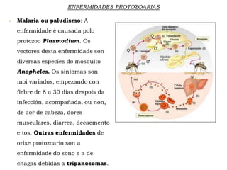 ENFERMIDADES PROTOZOARIAS
 Malaria ou paludismo: A
enfermidade é causada polo
protozoo Plasmodium. Os
vectores desta enfermidade son
diversas especies do mosquito
Anopheles. Os síntomas son
moi variados, empezando con
fiebre de 8 a 30 días despois da
infección, acompañada, ou non,
de dor de cabeza, dores
musculares, diarrea, decaemento
e tos. Outras enfermidades de
orixe protozoario son a
enfermidade do sono e a de
chagas debidas a tripanosomas.
 