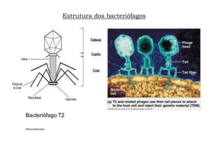 Estrutura dos bacteriófagos
Bacteriófago T2
©microinmunio
 
