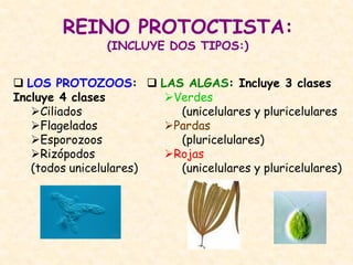 REINO PROTOCTISTA:
(INCLUYE DOS TIPOS:)
LOS PROTOZOOS:
Incluye 4 clases
Ciliados
Flagelados
Esporozoos
Rizópodos
(todos unicelulares)
LAS ALGAS: Incluye 3 clases
Verdes
(unicelulares y pluricelulares
Pardas
(pluricelulares)
Rojas
(unicelulares y pluricelulares)
 