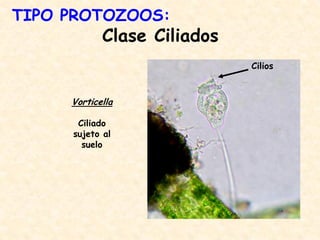 Clase Ciliados
Vorticella
Ciliado
sujeto al
suelo
Cilios
TIPO PROTOZOOS:
 