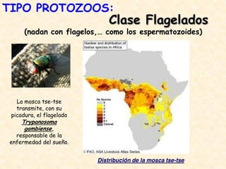 Clase Flagelados
(nadan con flagelos,… como los espermatozoides)
La mosca tse-tse
transmite, con su
picadura, el flagelado
Trypanosoma
gambiense,
responsable de la
enfermedad del sueño.
Distribución de la mosca tse-tse
TIPO PROTOZOOS:
 