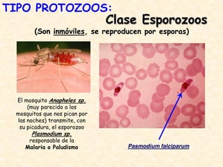 Clase Esporozoos
(Son inmóviles, se reproducen por esporas)
El mosquito Anopheles sp.
(muy parecido a los
mosquitos que nos pican por
las noches) transmite, con
su picadura, el esporozoo
Plasmodium sp.
responsable de la
Malaria o Paludismo Pasmodium falciparum
TIPO PROTOZOOS:
 