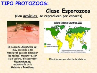 Clase Esporozoos
(Son inmóviles, se reproducen por esporas)
El mosquito Anopheles sp.
(muy parecido a los
mosquitos que nos pican por
las noches) transmite, con
su picadura, el esporozoo
Plasmodium sp.
responsable de la
Malaria o Paludismo
Distribución mundial de la Malaria
TIPO PROTOZOOS:
 