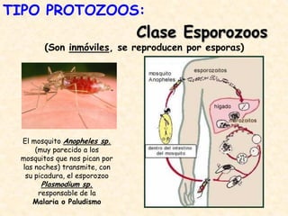 El mosquito Anopheles sp.
(muy parecido a los
mosquitos que nos pican por
las noches) transmite, con
su picadura, el esporozoo
Plasmodium sp.
responsable de la
Malaria o Paludismo
TIPO PROTOZOOS:
Clase Esporozoos
(Son inmóviles, se reproducen por esporas)
 