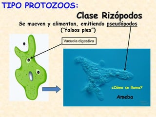 Clase Rizópodos
Se mueven y alimentan, emitiendo pseudópodos
(“falsos pies”)
Vacuola digestiva
Ameba
¿Cómo se llama?
TIPO PROTOZOOS:
 