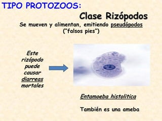 Entamoeba histolitica
También es una ameba
Este
rizópodo
puede
causar
diarreas
mortales
TIPO PROTOZOOS:
Clase Rizópodos
Se mueven y alimentan, emitiendo pseudópodos
(“falsos pies”)
 