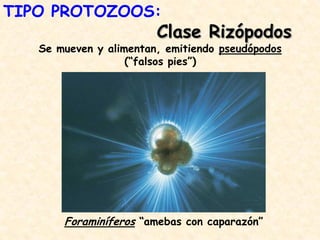 Foraminíferos “amebas con caparazón”
Clase Rizópodos
Se mueven y alimentan, emitiendo pseudópodos
(“falsos pies”)
TIPO PROTOZOOS:
 