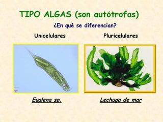TIPO ALGAS (son autótrofas)
Unicelulares Pluricelulares
Euglena sp. Lechuga de mar
¿En qué se diferencian?
 
