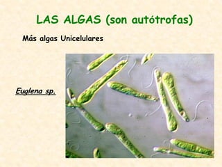 LAS ALGAS (son autótrofas)
Más algas Unicelulares
Euglena sp.
 