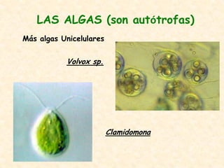 LAS ALGAS (son autótrofas)
Más algas Unicelulares
Volvox sp.
Clamidomona
 