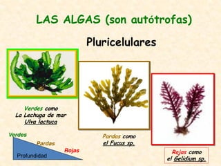 LAS ALGAS (son autótrofas)
Pluricelulares
Verdes como
La Lechuga de mar
Ulva lactuca
Pardas como
el Fucus sp.
Rojas como
el Gelidium sp.
Profundidad
Verdes
Pardas
Rojas
 