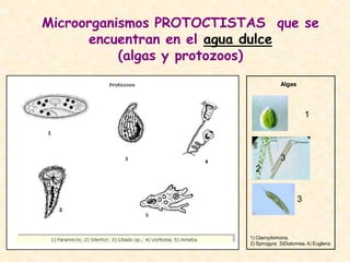 Microorganismos PROTOCTISTAS que se
encuentran en el agua dulce
(algas y protozoos)
Algas
1
2
3
1) Clamydomona,
2) Spirogyra 3)Diatomea, 4) Euglena
3
 