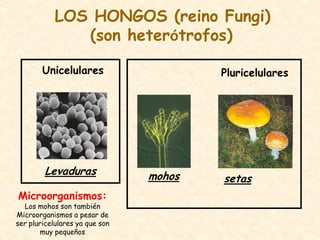 LOS HONGOS (reino Fungi)
(son heterótrofos)
Unicelulares Pluricelulares
Levaduras
setasmohos
Microorganismos:
Los mohos son también
Microorganismos a pesar de
ser pluricelulares ya que son
muy pequeños
 