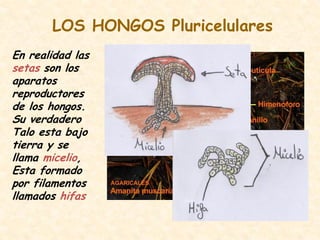 LOS HONGOS Pluricelulares
En realidad las
setas son los
aparatos
reproductores
de los hongos.
Su verdadero
Talo esta bajo
tierra y se
llama micelio,
Esta formado
por filamentos
llamados hifas
 