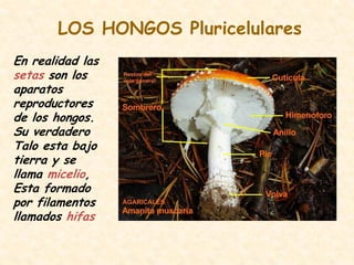 LOS HONGOS Pluricelulares
En realidad las
setas son los
aparatos
reproductores
de los hongos.
Su verdadero
Talo esta bajo
tierra y se
llama micelio,
Esta formado
por filamentos
llamados hifas
 