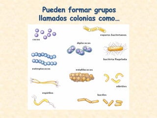 Pueden formar grupos
llamados colonias como…
 