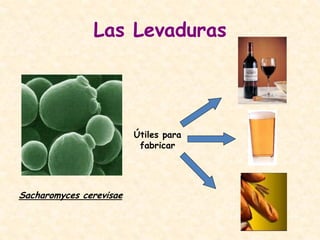 Las Levaduras
Sacharomyces cerevisae
Útiles para
fabricar
 