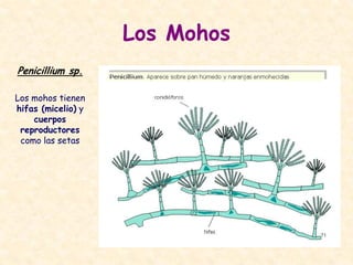 Los Mohos
Penicillium sp.
Los mohos tienen
hifas (micelio) y
cuerpos
reproductores
como las setas
 