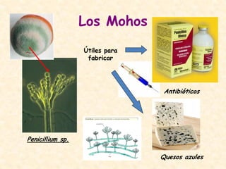 Los Mohos
Penicillium sp.
Útiles para
fabricar
Antibióticos
Quesos azules
 