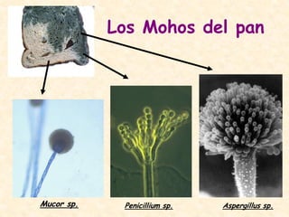 Los Mohos del pan
Mucor sp. Aspergillus sp.Penicillium sp.
 