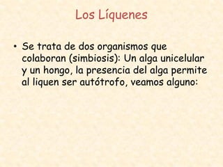 Los Líquenes
• Se trata de dos organismos que
colaboran (simbiosis): Un alga unicelular
y un hongo, la presencia del alga permite
al liquen ser autótrofo, veamos alguno:
 