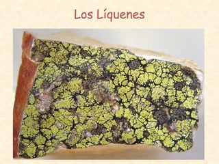 Los Líquenes
• Se trata de dos organismos que
colaboran (simbiosis): Un alga unicelular
y un hongo, la presencia del alga permite
al liquen ser autótrofo, veamos alguno:
 