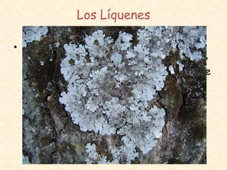 Los Líquenes
• Se trata de dos organismos que
colaboran (simbiosis): Un alga unicelular
y un hongo, la presencia del alga permite
al liquen ser autótrofo, veamos alguno:
 