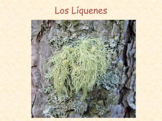 Los Líquenes
 