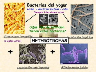 + +
Bacterias del yogur
Leche + bacterias lácticas + calor
Streptococus termophilus Lactobacillus bulgáricus
O estos otros:
Lactobacillus casei inmunitas Bifidubacterium bifidus
Siempre intervienen estas
¿Qué tipo de nutrición
tienen estas bacterias?
HETERÓTROFAS
 