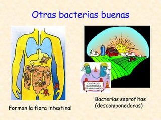 Otras bacterias buenas
Forman la flora intestinal
Bacterias saprofitas
(descomponedoras)
 