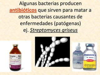 Algunas bacterias producen
antibióticos que sirven para matar a
otras bacterias causantes de
enfermedades (patógenas)
ej. Streptomyces griseus
 