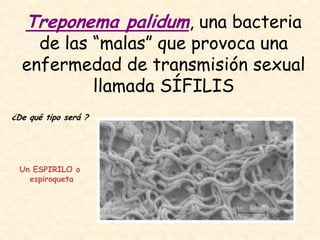 Treponema palidum, una bacteria
de las “malas” que provoca una
enfermedad de transmisión sexual
llamada SÍFILIS
¿De qué tipo será ?
Un ESPIRILO o
espiroqueta
 