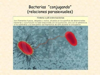 Bacterias “conjugando”
(relaciones parasexuales)
 