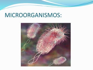 MICROORGANISMOS:
 