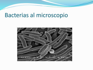 Bacterias al microscopio
 