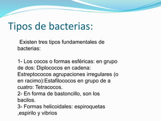 Tipos de bacterias:
Existen tres tipos fundamentales de
bacterias:
1- Los cocos o formas esféricas: en grupo
de dos: Diplococos en cadena:
Estreptococos agrupaciones irregulares (o
en racimo):Estafilococos en grupo de a
cuatro: Tetracocos.
2- En forma de bastoncillo, son los
bacilos.
3- Formas helicoidales: espiroquetas
,espirilo y vibrios
 